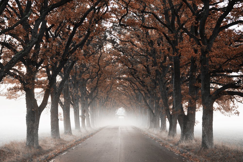 Nebliger Herbstbaumtunnel von Christina Sillen