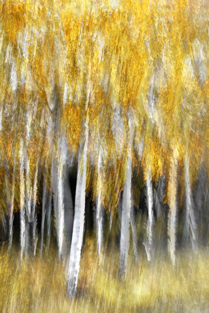 Goldener Herbstwald von Christina Sillen