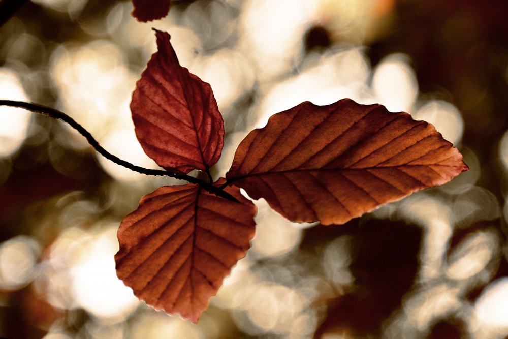 Goldene Herbstblätter von Christina Sillen