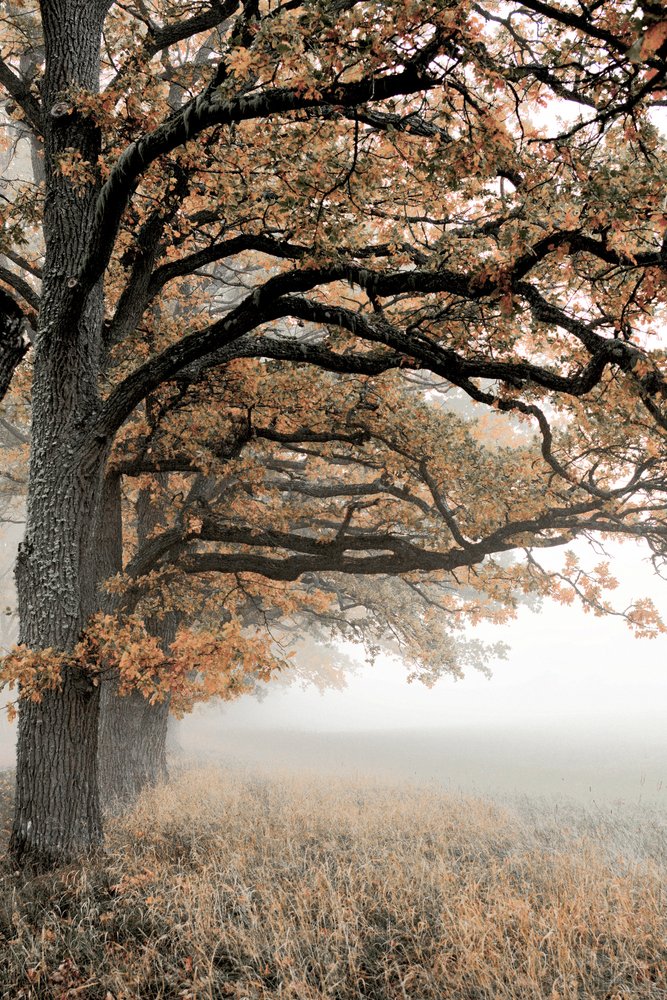 Goldener Herbstnebel von Christina Sillen