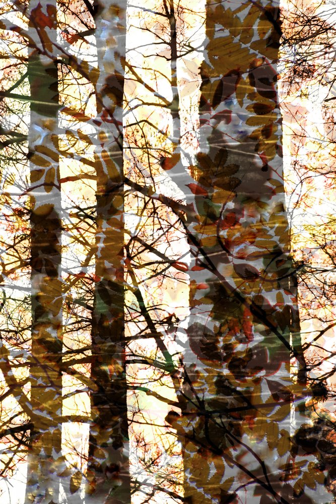 Goldene Waldschichten von Christina Sillen