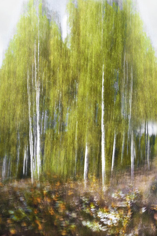Grüner Birkenwald Abstrakt von Christina Sillen