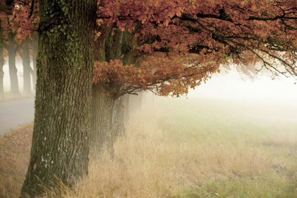 Neblige Herbstbäume von Christina Sillen