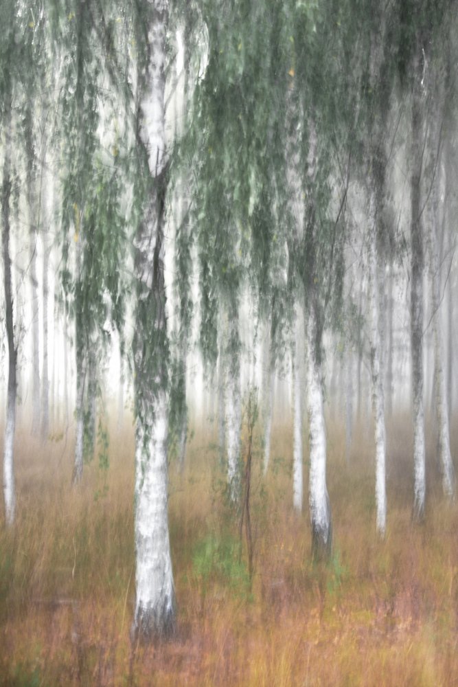 Nebliger Birkenwald von Christina Sillen