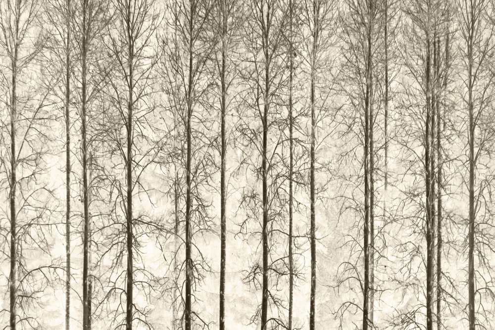 Monochrome Winterbäume von Christina Sillen