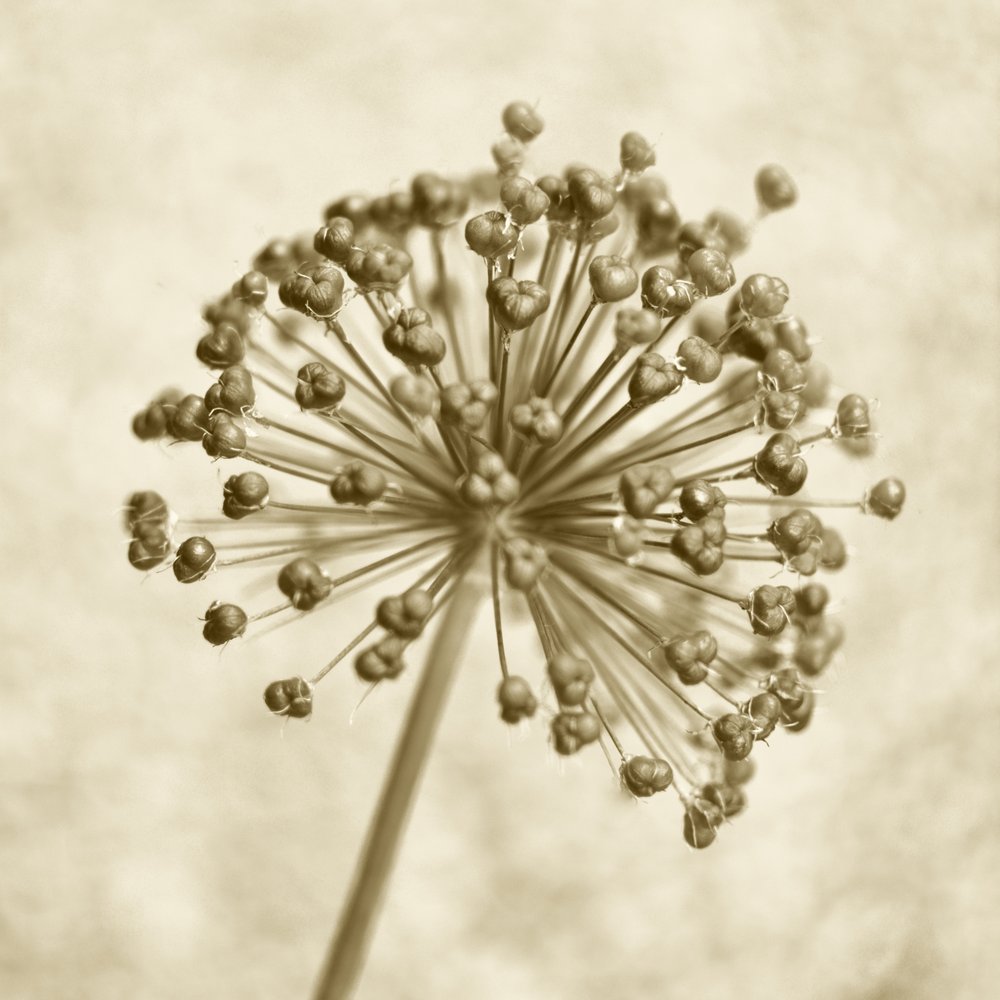 Sepia Allium Kugel von Christina Sillen