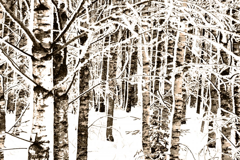 Verschneiter Birkenwald von Christina Sillen