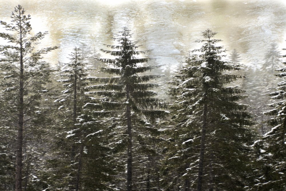 Verschneiter Winterwald von Christina Sillen