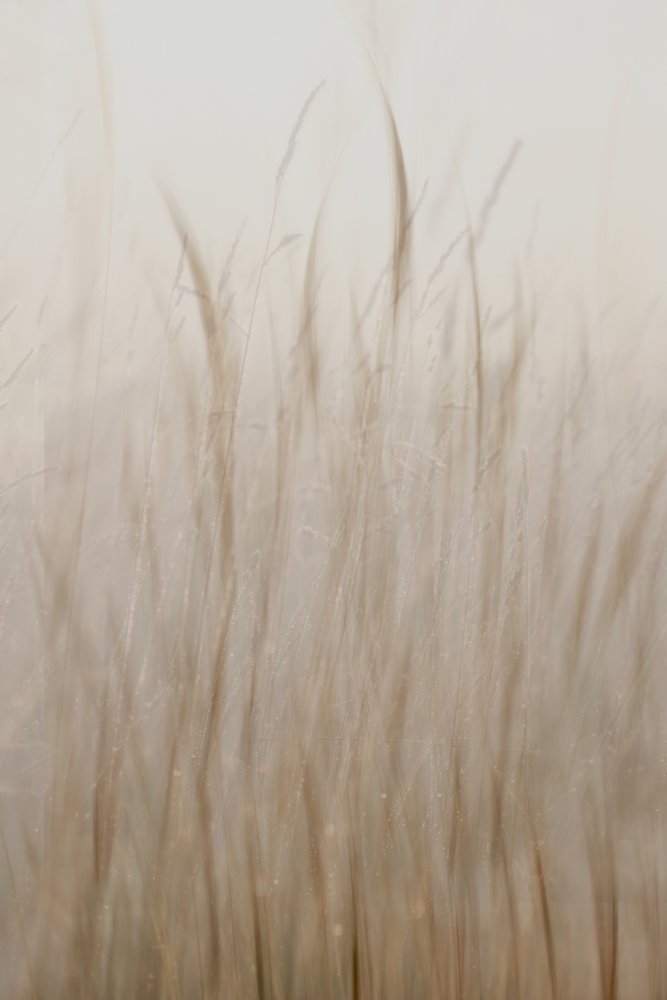 Weiches beiges Gras von Christina Sillen