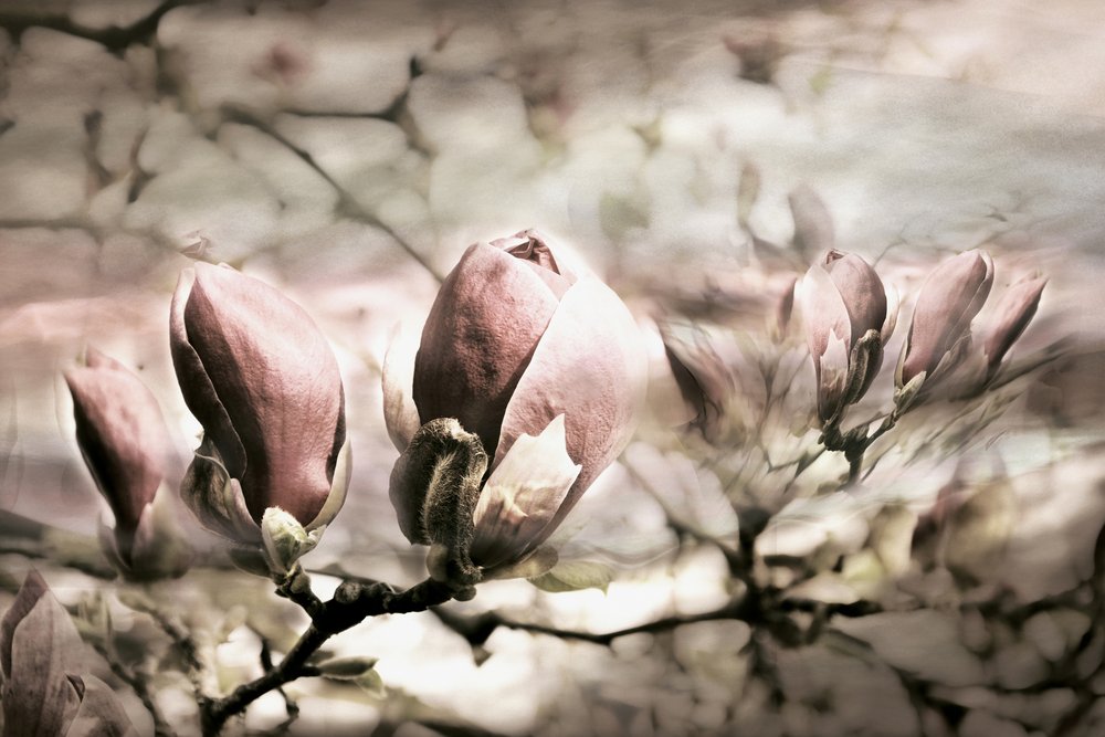 Zarte Magnolienknospen von Christina Sillen