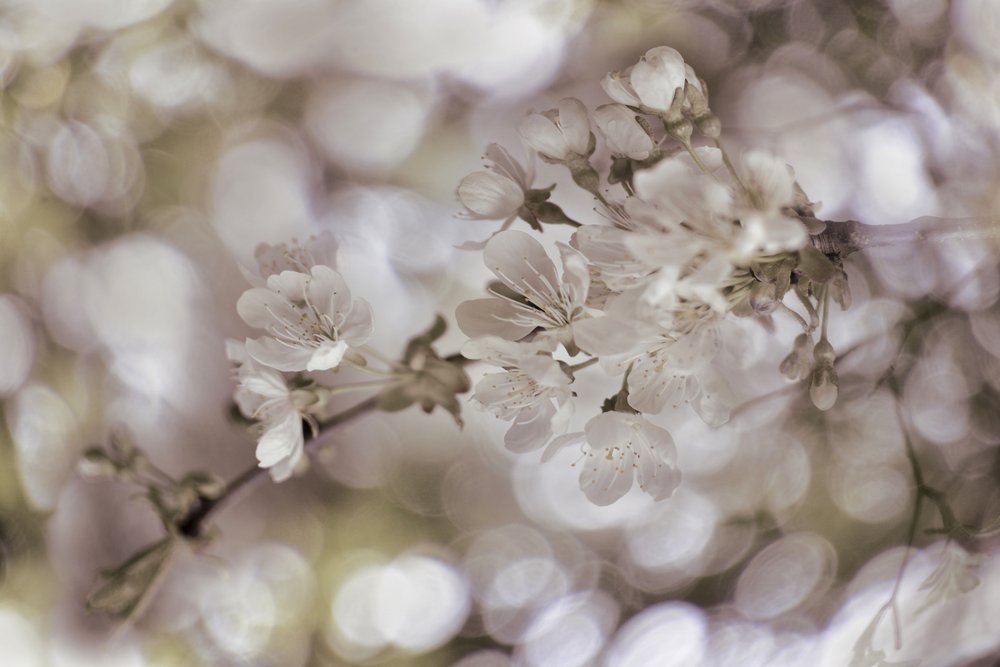 Weiche Frühlingsblüten von Christina Sillen