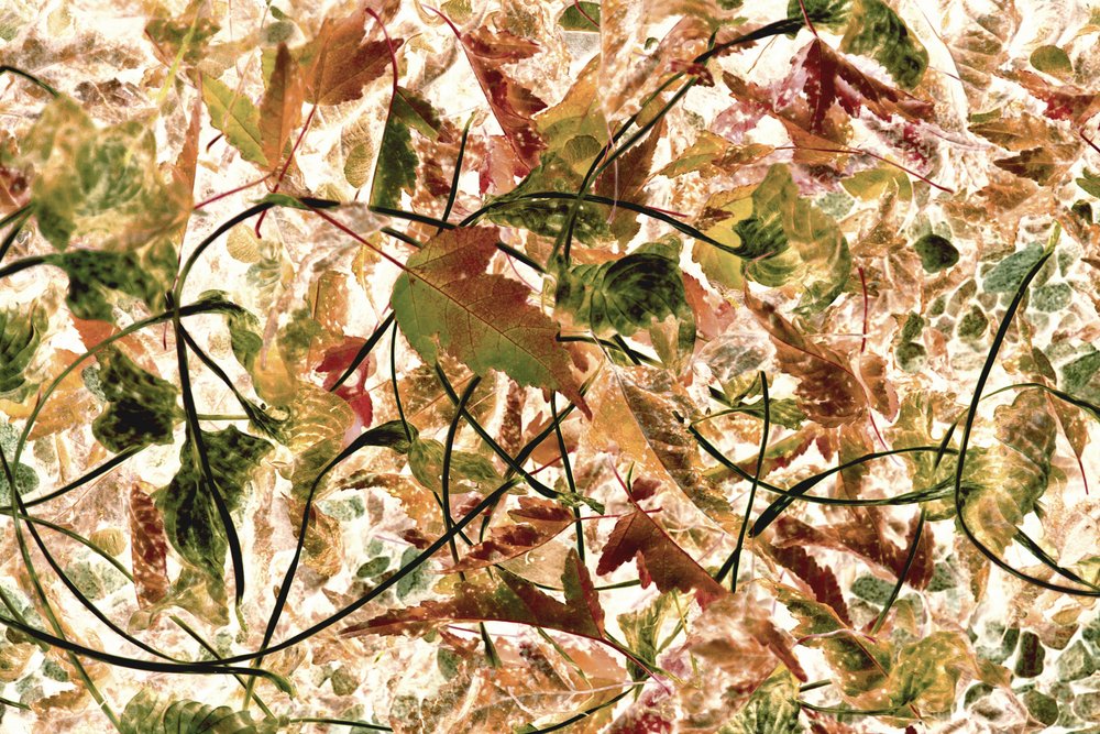 Verwirrtes Herbstlaub von Christina Sillen