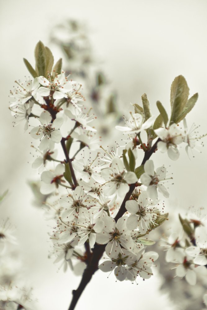 Weiße Frühlingsblüten von Christina Sillen
