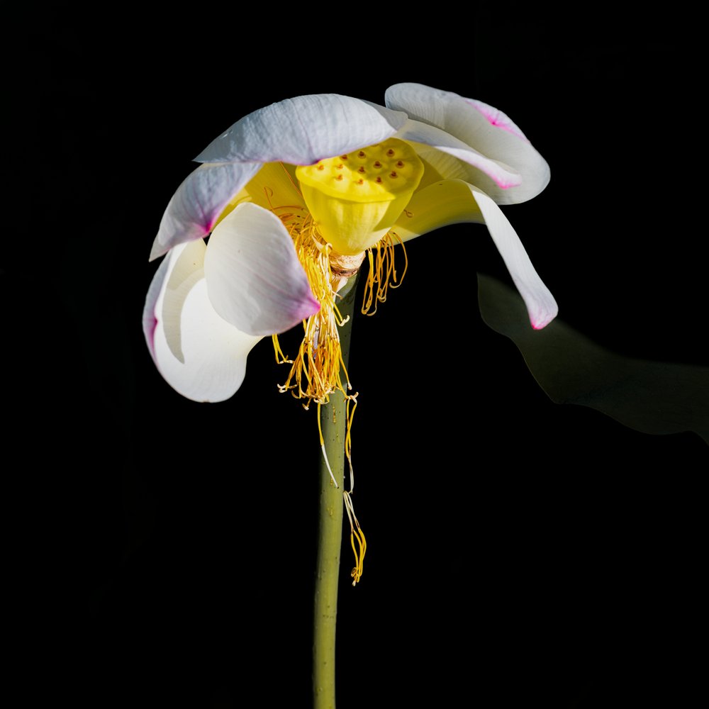 Verblassende Lotus-Schönheit von Chuanxu Ren