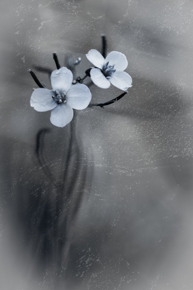 Zarte graue Blüten von Cicek Kiral