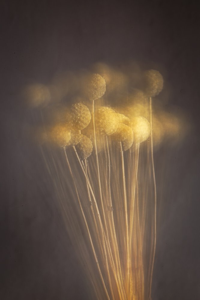 Sanfte goldene Stängel von Cicek Kiral