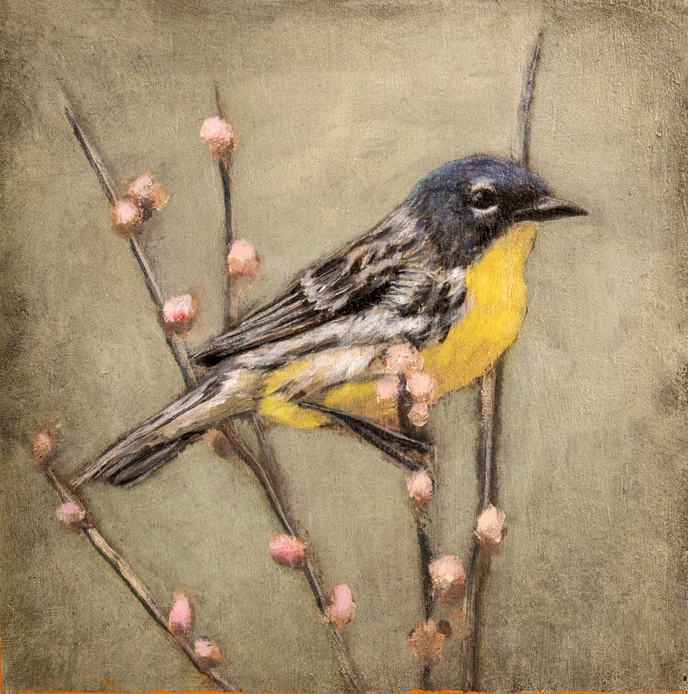 Gelber Waldsänger auf Zweig von Claire Lerner