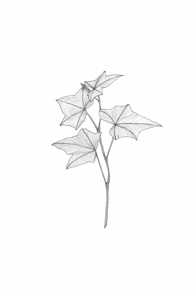 Botanische Linienkunst von Danushka Abeygoda