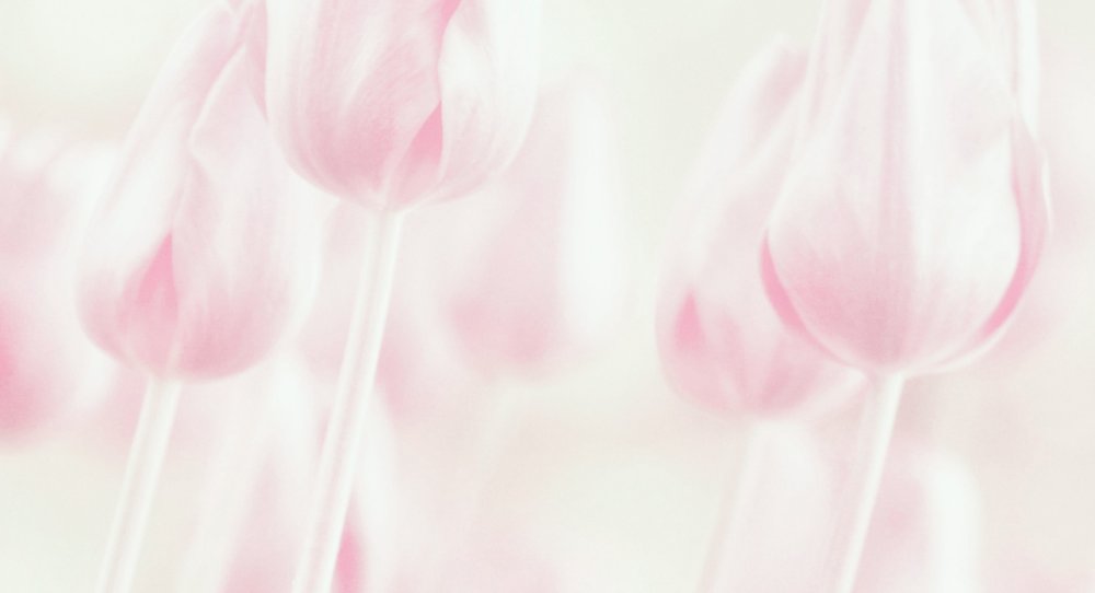 Träumerische Pastell-Tulpen von Delphine Devos