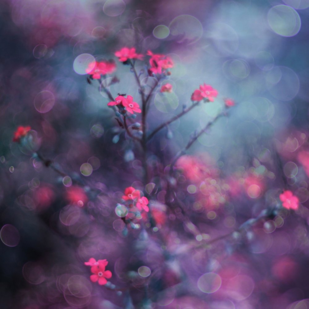 Träumende rosa Blüten von Delphine Devos