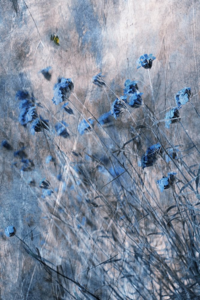 Verblasste Blaue Blüten von Delphine Devos