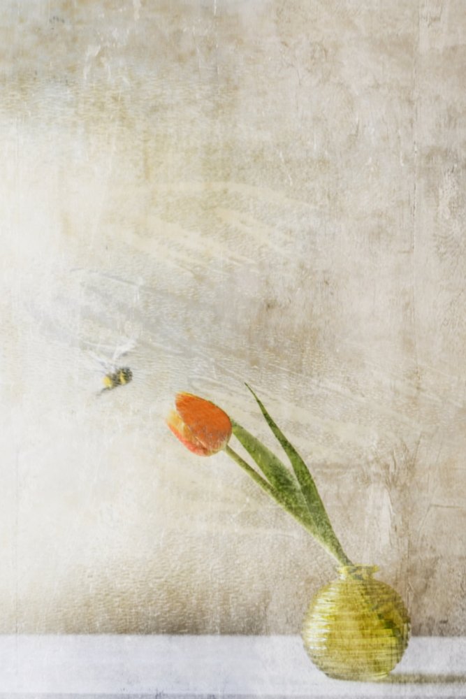 Weiche Tulpe und Biene von Delphine Devos