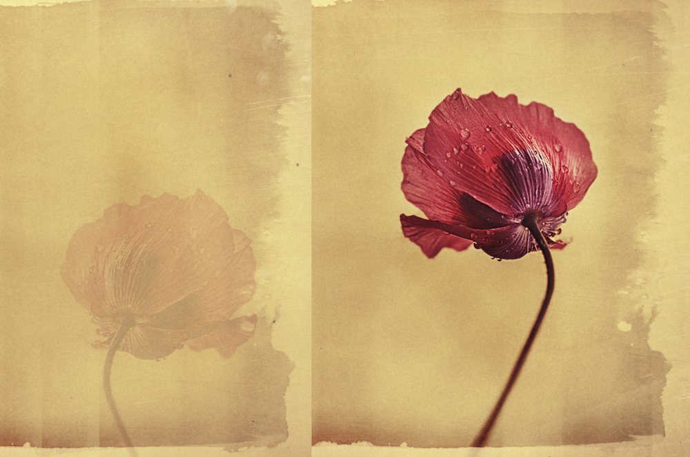 Vintage Mohntraum von Desislava Ignatova