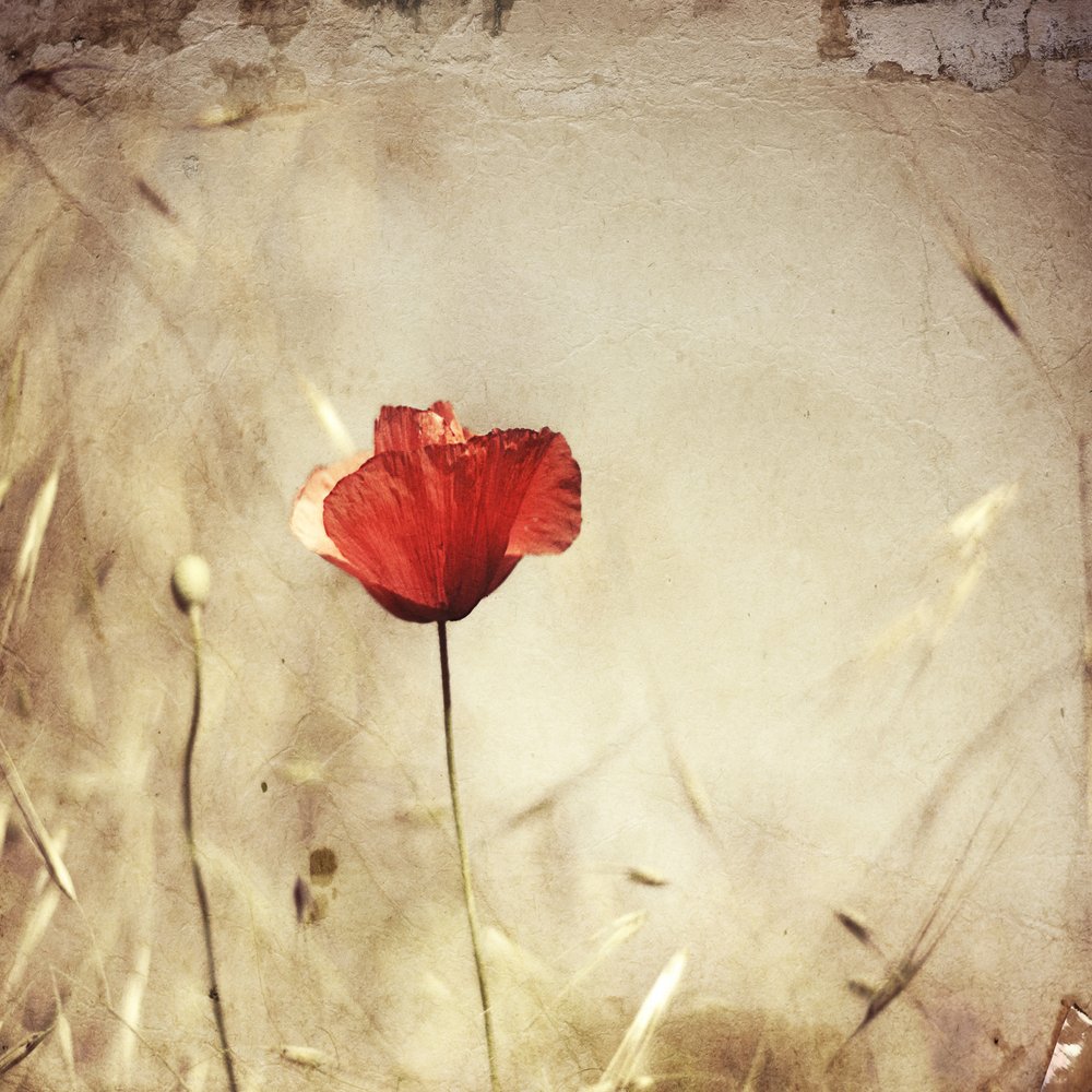 Vintage Roter Mohn von Desislava Ignatova