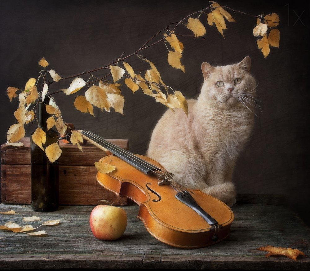 Herbstkatze und Violine von Eleonora Grigorjeva