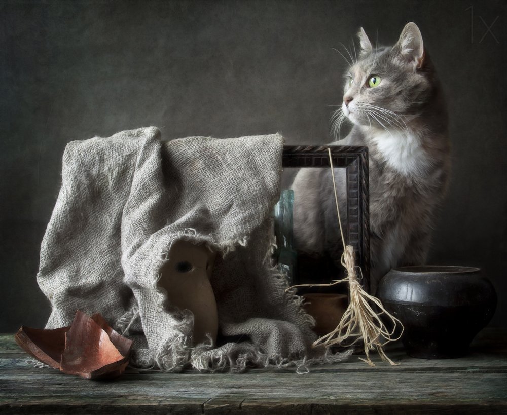 Vintage Stillleben mit Katze von Eleonora Grigorjeva