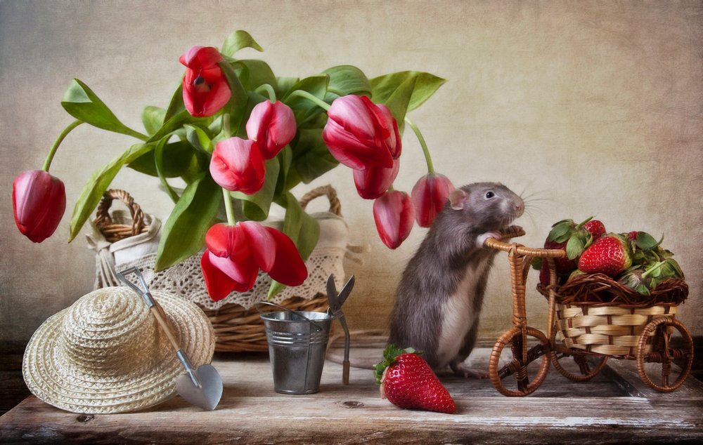 Verspielte Gartenratte von Eleonora Grigorjeva