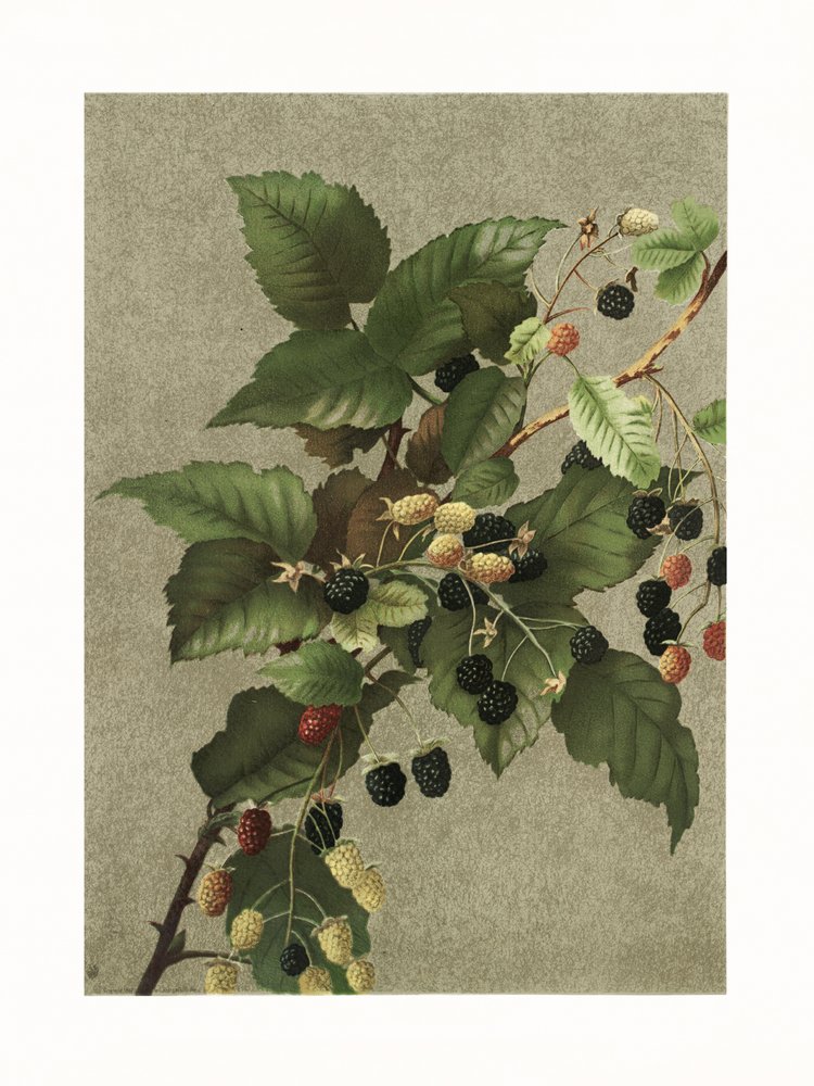 Brombeeren von Ellen Thayer Fisher