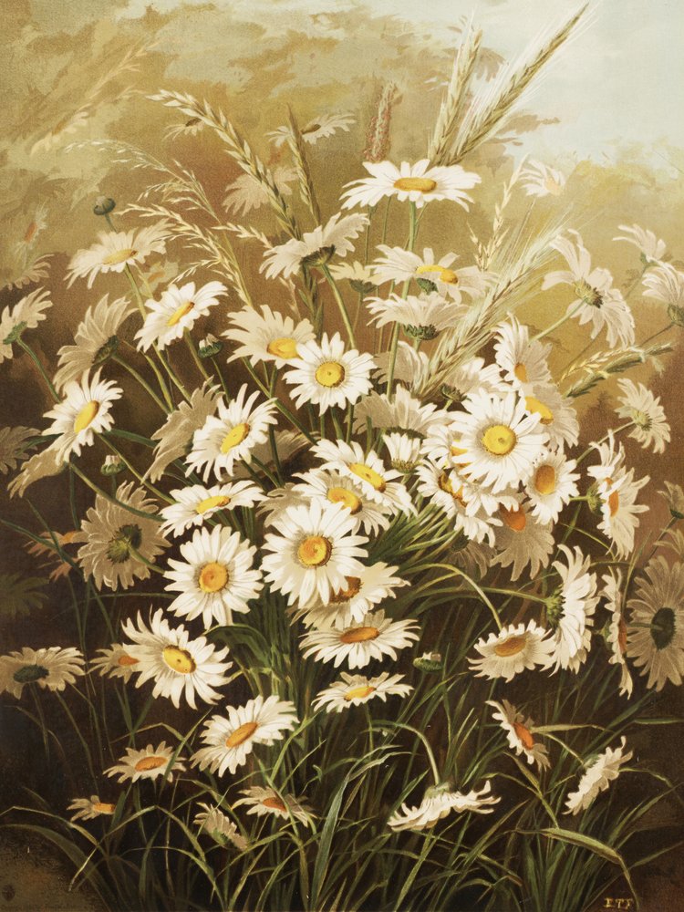 Gänseblümchen von Ellen Thayer Fisher von Ellen Thayer Fisher