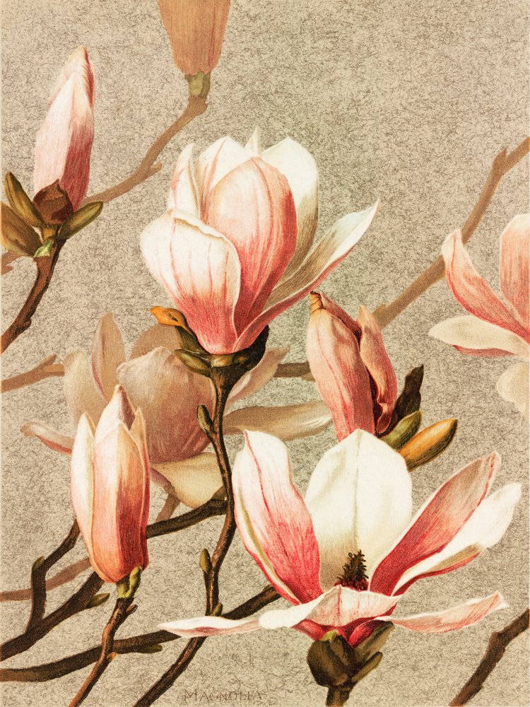 Magnolie von Ellen Thayer Fisher