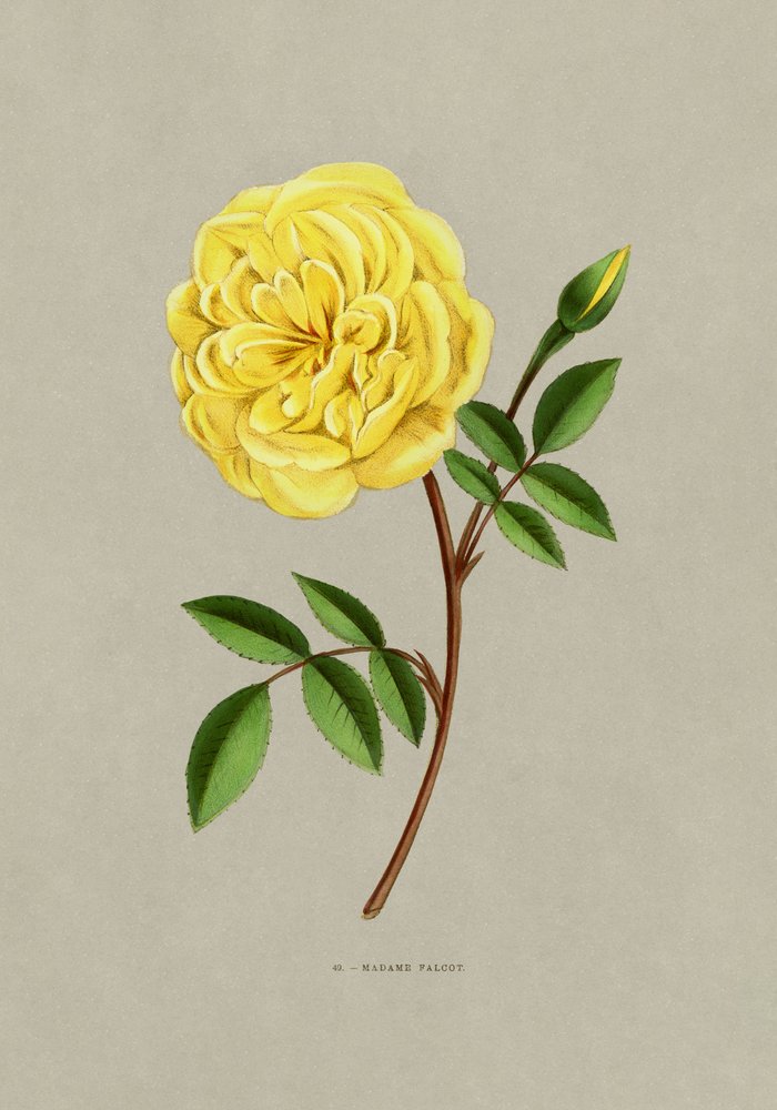 Rose Madame Falcot von F. Grobon