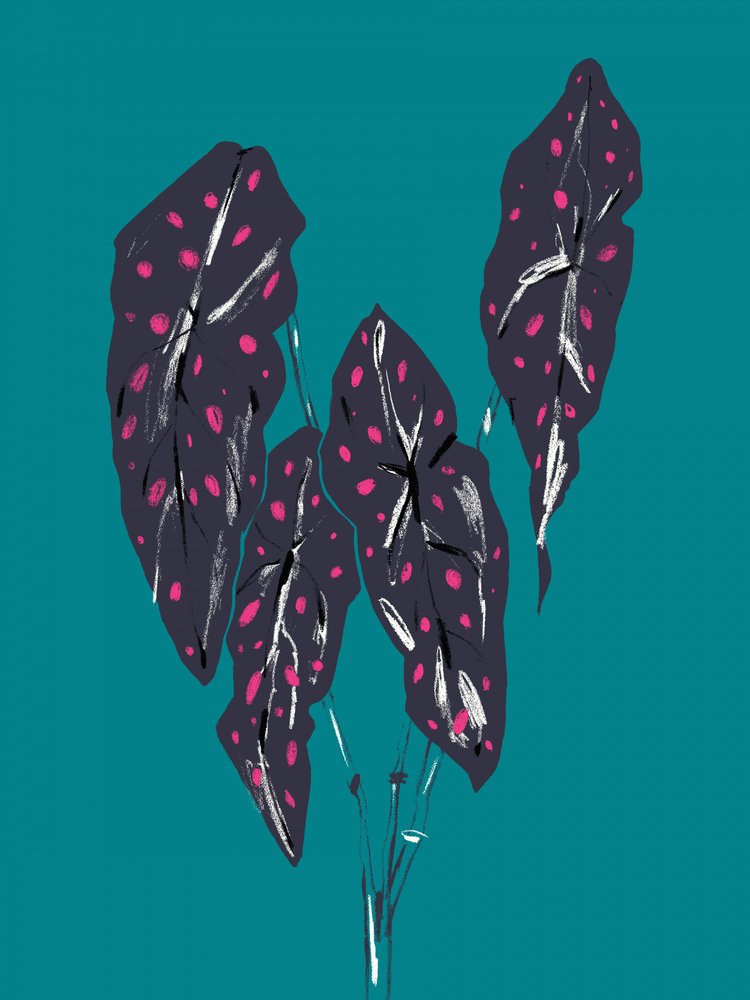 Dunkle Tropische Caladium-Blätter von Francesco Gulina