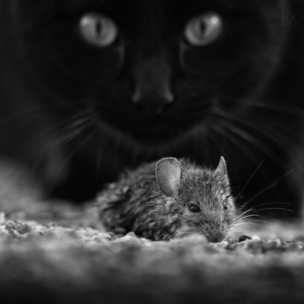 Schwarze Katze und wilde Maus von Francois Casanova
