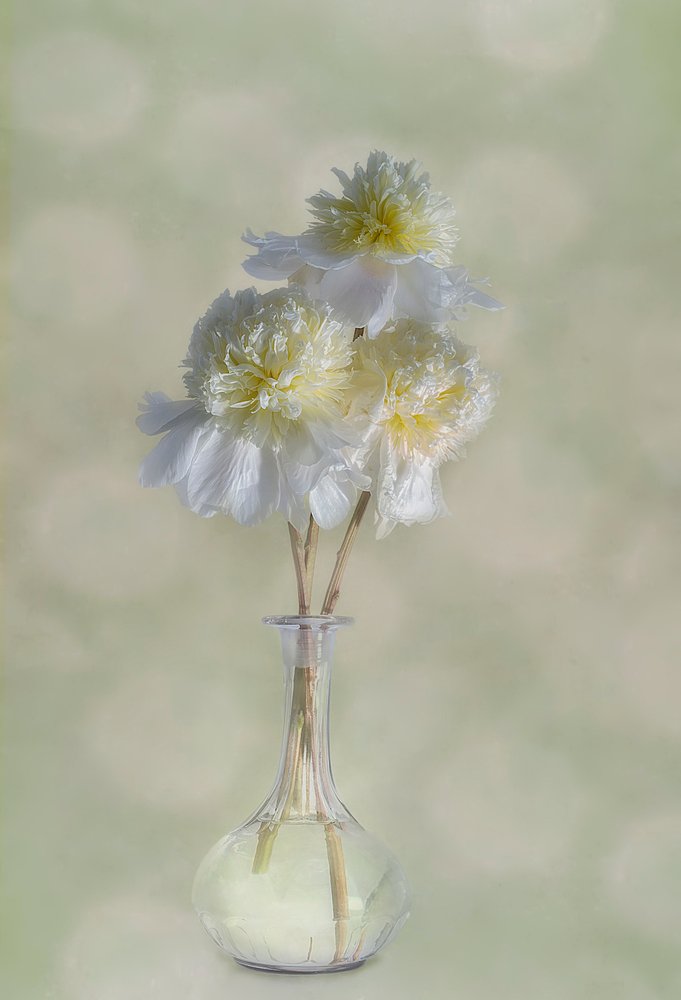Elegante weiße Blüten von Gaille Gray