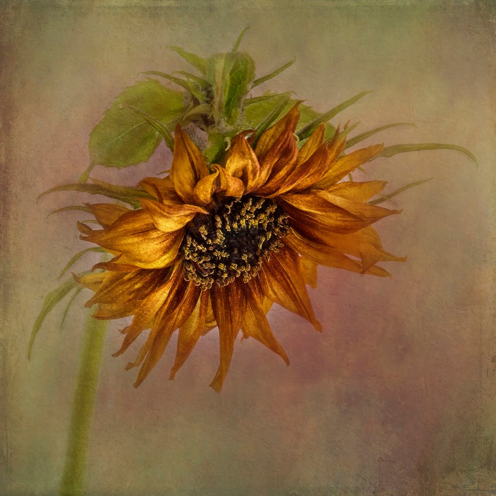 Goldener Herbst Sonnenblume von Gaille Gray