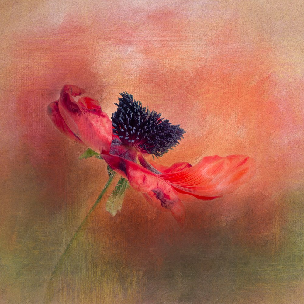 Lebendige Mohnblüte von Gaille Gray