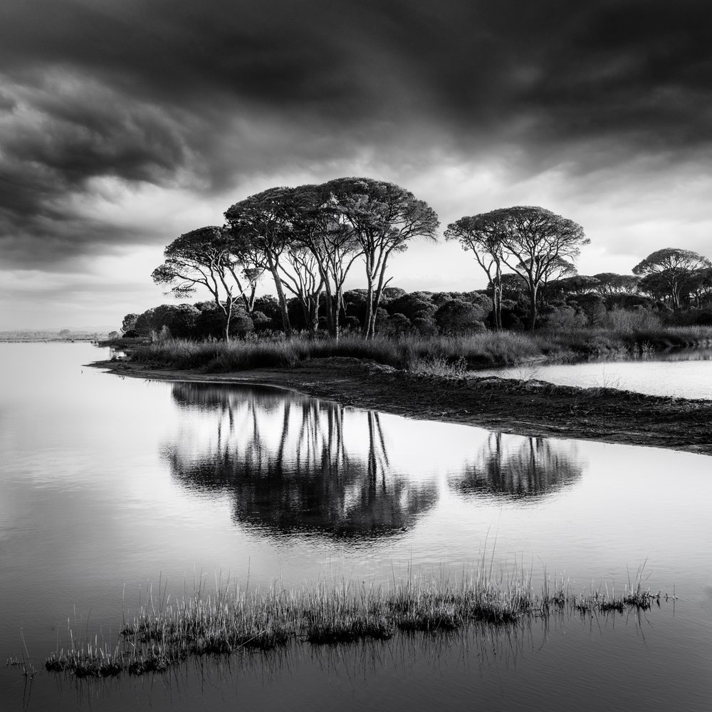 Dramatische Kieferreflexionen von George Digalakis