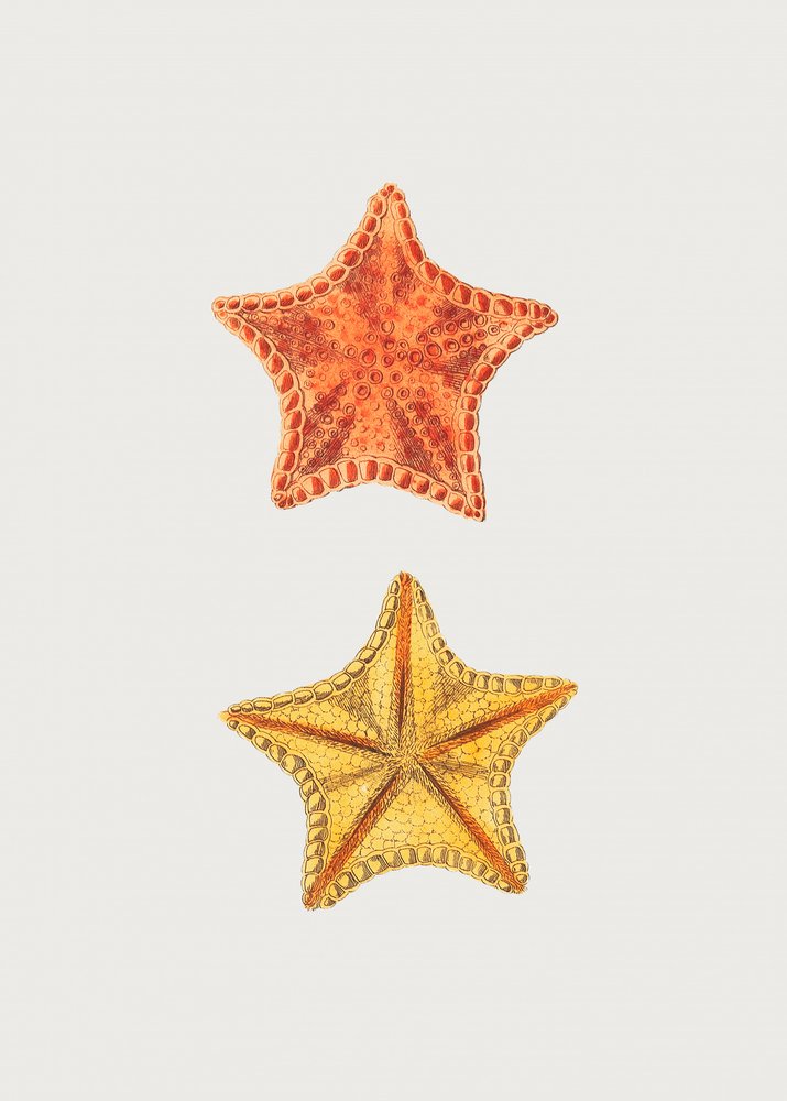 Geschnitzte Asterias von George Shaw