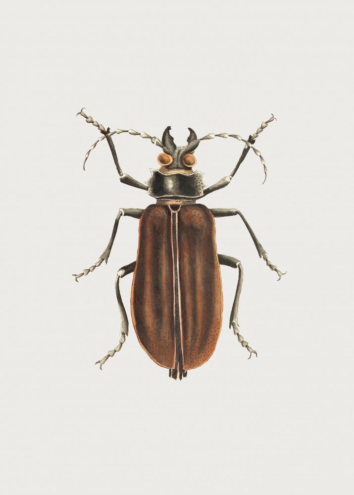 Cerambyx von George Shaw