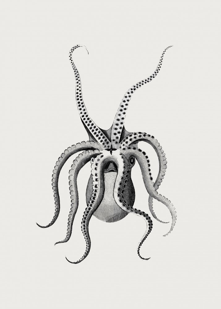 Oktopus von George Shaw