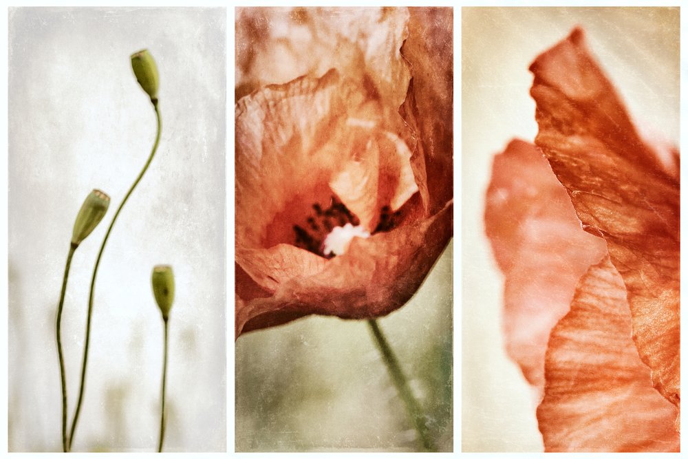 Erdiges Mohn-Triptychon von Gustav Davidsson