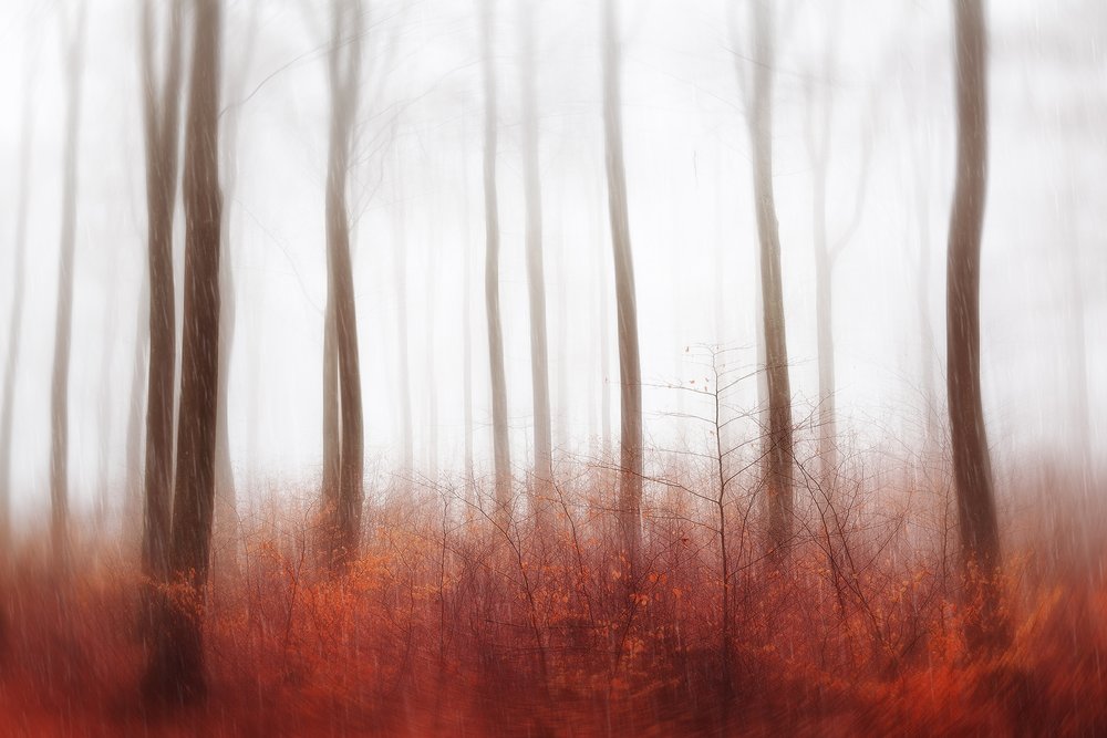 Nebliger Roter Wald von Gustav Davidsson