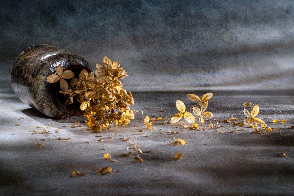 Stillleben mit getrockneter Hortensie von Igor Kopcev