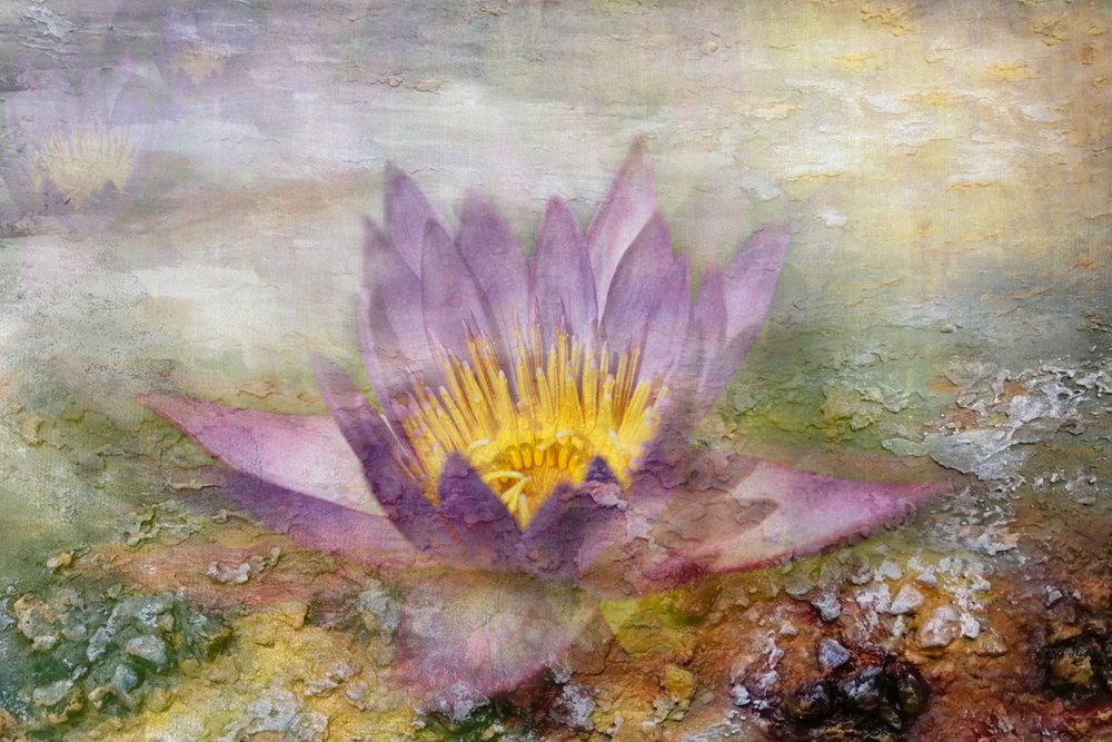 Ätherische Lila Lotus von Igor Kopcev
