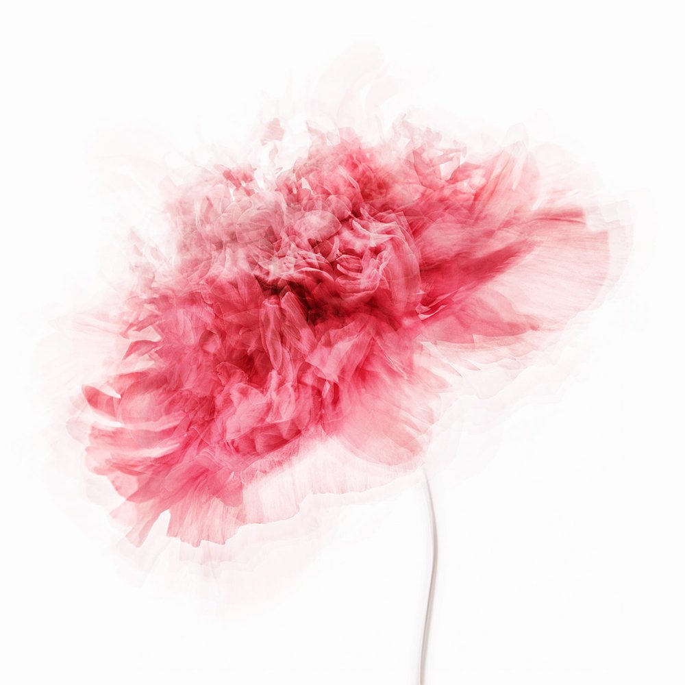 Weiche rosa Blüte von Inna Karpova