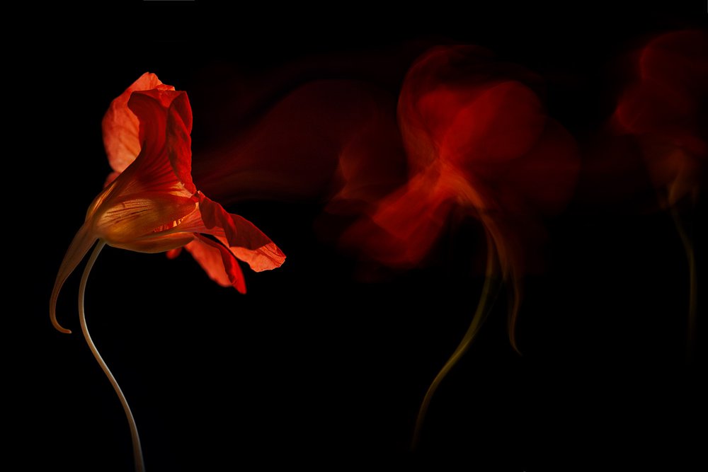 Lebendiger Blumenfluss von Inna Karpova